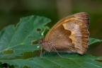 Maniola jurtina