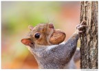 Scoiattolo Scoiattolo
