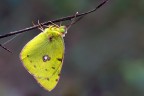 Colias Colias