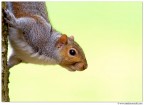 Squirrel Squirrel