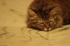 Dolce Dormir... Dolce Dormir...