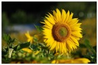 GIRASOLE GIRASOLE