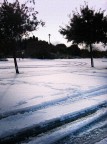 Nido tra gli alberi Nido tra gli alberi