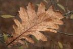 Semplicemente... autunno