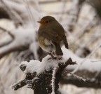 Ancora pettirosso Ancora pettirosso