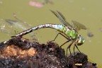 Anax Imperator Anax Imperator