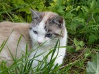 Gattone occhi blu! Gattone occhi blu!