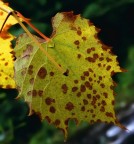 impressioni d'autunno impressioni d'autunno