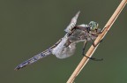 Auguri Buon Natale - Orthetrum albistylum Auguri Buon Natale - Orthetrum albistylum