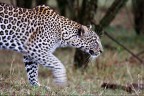 Leopardo Leopardo
