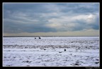 Viareggio - Spiaggia innevata 1 Viareggio - Spiaggia innevata 1