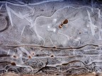 Arte naturale, il ghiaccio.

Lumix GF1 + 20mm