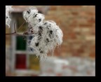 Fiore d'inverno