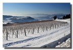 Vigne e neve Vigne e neve