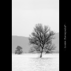 Alluvione Massaciuccoli... Alluvione Massaciuccoli...