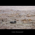 La violenza dell'alluvione... La violenza dell'alluvione...