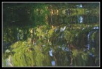 riflessi riflessi