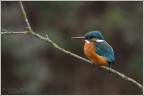 Alcedo Atthis Alcedo Atthis