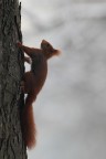 Scoiattolo Scoiattolo