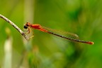 libellula libellula