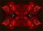 rore rosse