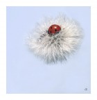 In balìa del vento In balìa del vento