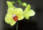Orchidea Orchidea