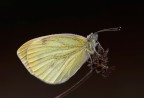 Cavolaia o Pieride- Pieris brassicae - 2200