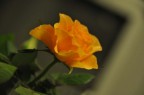 ROSES... ROSES...