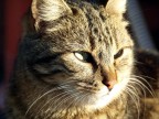 Gatti di Istanbul 1 Gatti di Istanbul 1