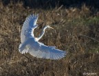 350d  100-400 a 400 mm mano libera
commenti e critiche
sempre graditi
un saluto
Paolo