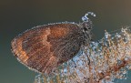 Coenonympha