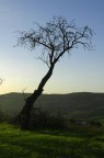 Silouette albero Silouette albero