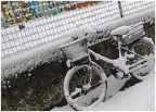 neve neve