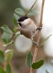 Cincia Bigia