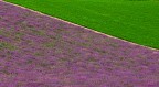 lavanda