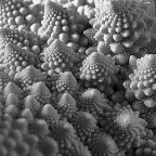 come alberi innevati come alberi innevati