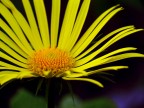 Giallo... alla pietra di bismantova... Giallo... alla pietra di bismantova...