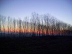 Boschetto tramonto Boschetto tramonto