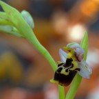 Vecchio fiore Vecchio fiore