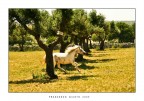 Wild Horse