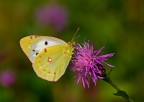 Colias crocea Colias crocea