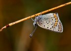 Lycaena tityrus Lycaena tityrus