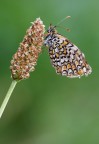 Melitaea phoebe Melitaea phoebe