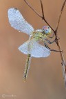 Sympetrum fonscolombii Sympetrum fonscolombii