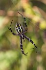 Argiope Argiope