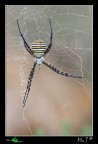...ARGIOPE... ...ARGIOPE...