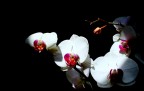 Orchidee nell'ombra Orchidee nell'ombra