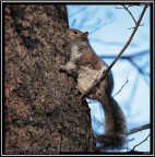 Scoiattolo # 2 Scoiattolo # 2