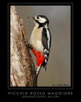 Picchio Rosso Maggiore Picchio Rosso Maggiore